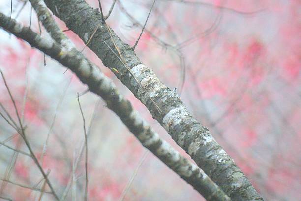 The Delicate Beauty of a Taiwan Cherry Tree in Full Spring Blossom