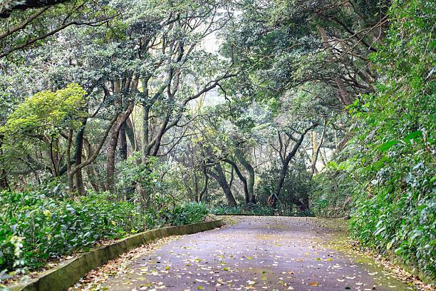 istock Enchanting Pathway Through the Verdant Heart of the Forest 2209752862