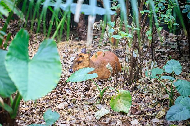 Hong Kong Wildlife
