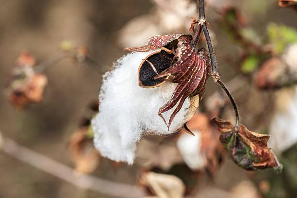 istock A Detailed Look at a Mature Cotton Boll 2209752997