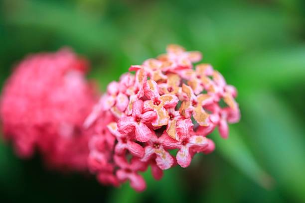 istock A Vibrant Cluster of Pink Ixora Blossoms in Full Bloom 2209752998