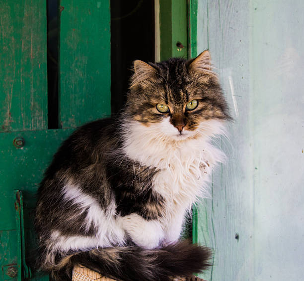 istock Cat animal portrait 2209753336