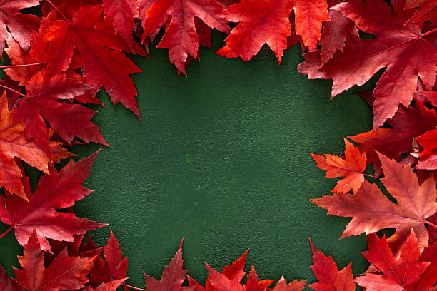 istock Red maple leaves on green autumn background. 2209754898