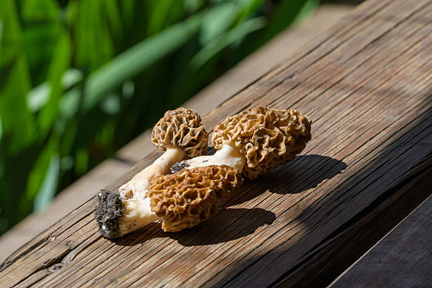 This close-up captures the beauty of three freshly foraged morel mushrooms resting on a weathered wooden surface. The sunlight highlights the unique texture of the mushrooms and the rustic grain of the wood, creating a natural and inviting scene perfect for themes of foraging, nature, and outdoor hobbies.