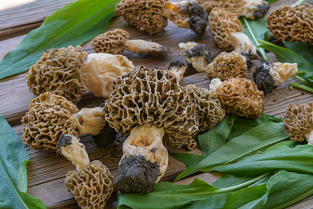 Early Morels or Wrinkled Thimble Morels (Verpa bohemica). Early spring mushrooms in a basket at natural sunlight compositions.