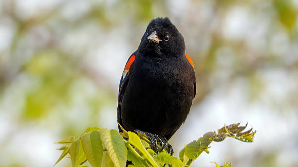 istock Red-winged Blackbird staying on a branch 2209758218