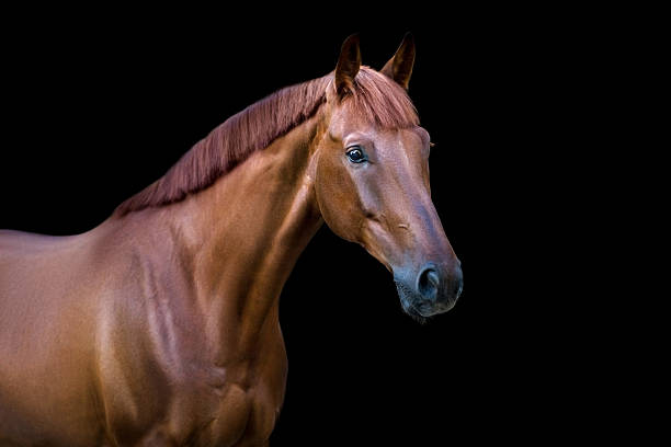 istock Red horse portrait on black background 2209760036