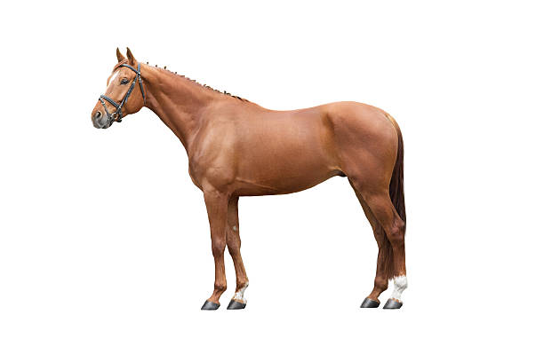 istock Red horse exterior 2209760037
