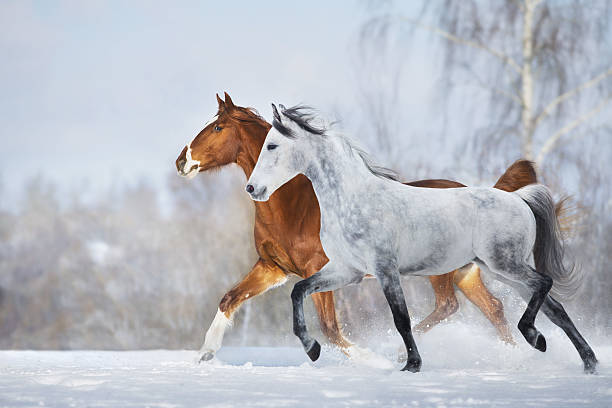 istock Horses run in snow field 2209760054