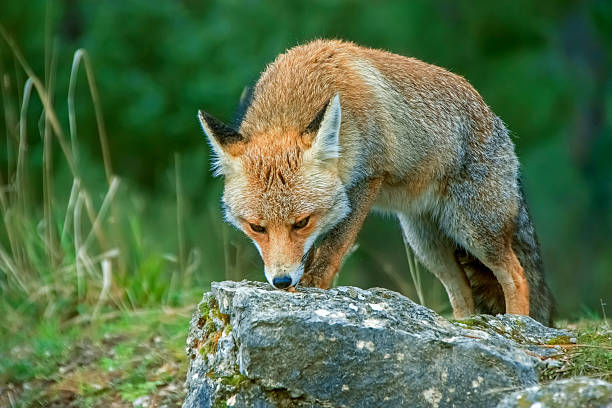 istock Common or red fox in the Cazorla, Segura and Las Villas natural park. 2209760367