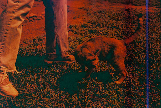 Cat and Human Legs in Moody Chiang Mai Evening Light
