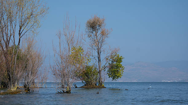 istock Isolated Trees in Erhai Lake 2209760815