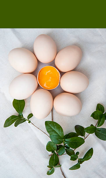 Organic eggs farm concept