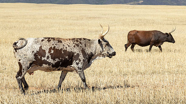 istock Two Nguni cows feeding in a harvested wheat field 2209761047