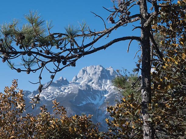 This photo was taken from a forested path in Spruce Meadow (Yunshanping), a scenic area on the slopes of Jade Dragon Snow Mountain (Yulong Xueshan) in Lijiang, Yunnan. Framed by pine branches and evergreen foliage, the snow-covered peak rises dramatically under a clear blue sky. The image captures the coexistence of lush alpine forest and towering glacial mountain, a signature visual contrast of this sacred Naxi cultural landscape. The natural framing evokes a quiet reverence, as if nature itself were revealing the mountain with deliberate grace.