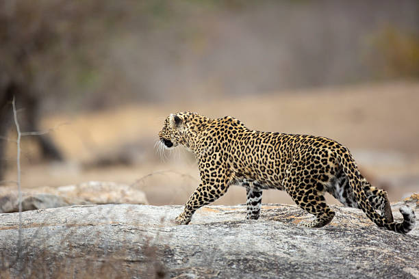 istock Adult female leopard (Panthera pardus) stalking 2209762055