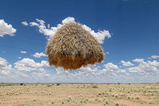 Northern Cape landscape with a sociable weaver's nest suspended in mid air on a telephone line between two poles