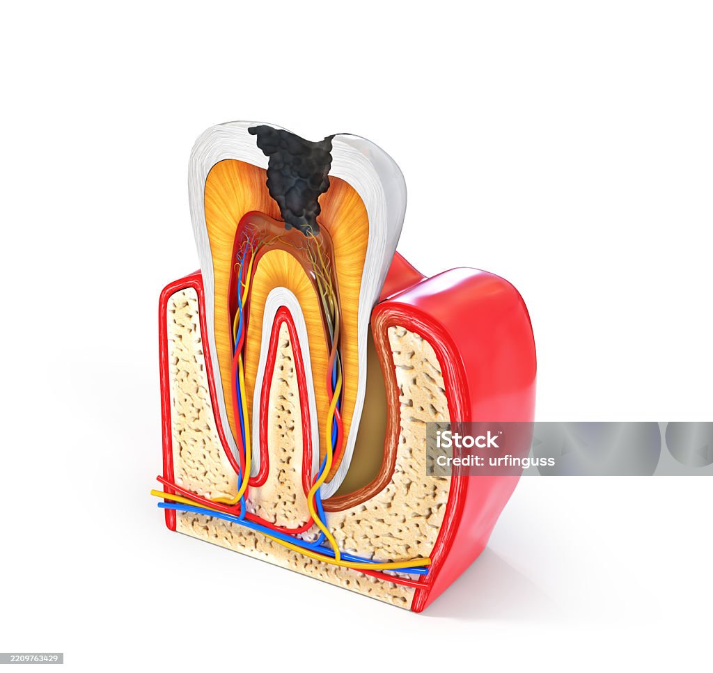 Google Tooth Structure Human Tooth Structure Cross Section Scheme Representing Tooth Layers ...