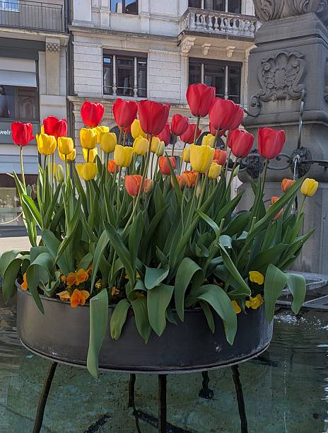 Flowers on a fountain