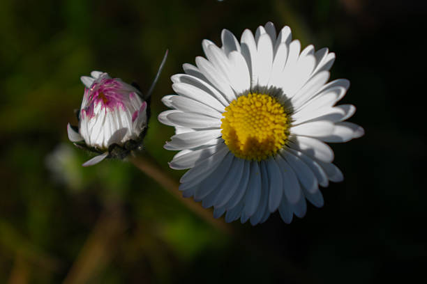 White daisies (Bellis perennis) with yellow centers are prominently displayed. Two blossoms are fully open, showcasing their symmetrical petals, while a smaller bud with hints of pink is seen in the background. The flowers are set against a blurred green backdrop, highlighting their delicate and fresh appearance. The image captures the simplicity and charm of these common garden flowers.