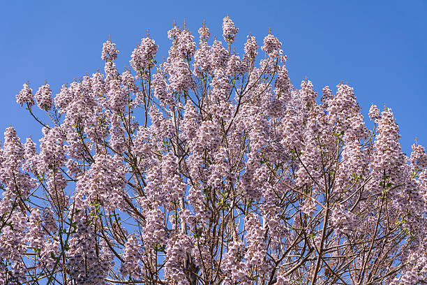 The Paulownia flowering tree, or Adam's Tree, is a princess tree in early spring, with large bell-shaped pink-purple flowers against a blue sky.