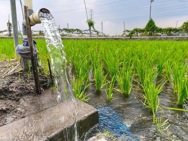 istock Irrigation of rice fields using pump wells with the technique of pumping water from the ground to flow into the rice fields. The pumping station where water is pumped from a irrigation canal system. 2209765649
