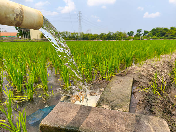 istock Irrigation of rice fields using pump wells with the technique of pumping water from the ground to flow into the rice fields. The pumping station where water is pumped from a irrigation canal system. 2209765764