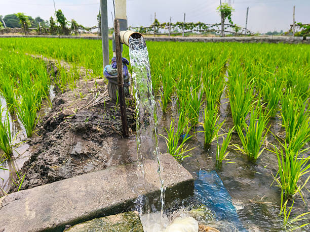 istock Irrigation of rice fields using pump wells with the technique of pumping water from the ground to flow into the rice fields. The pumping station where water is pumped from a irrigation canal system. 2209765771