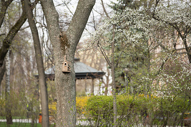 A wooden birdhouse attached to a tree trunk surrounded by budding flowers and lush greenery in a peaceful park during the spring season. Nature thrives in this serene environment.