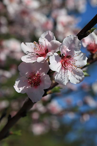 istock Peach blossoms, identifiable by their delicate pink petals and deep pink centers, blooming on a tree branch in Northern Portugal 2209768313
