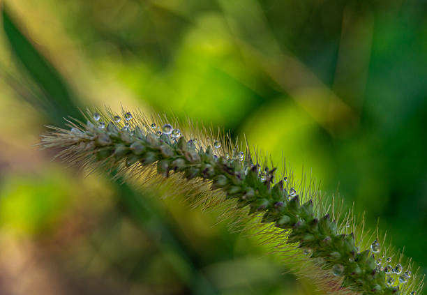 Spike of Setaria wet with drops of water from the morning dew. Foreground
