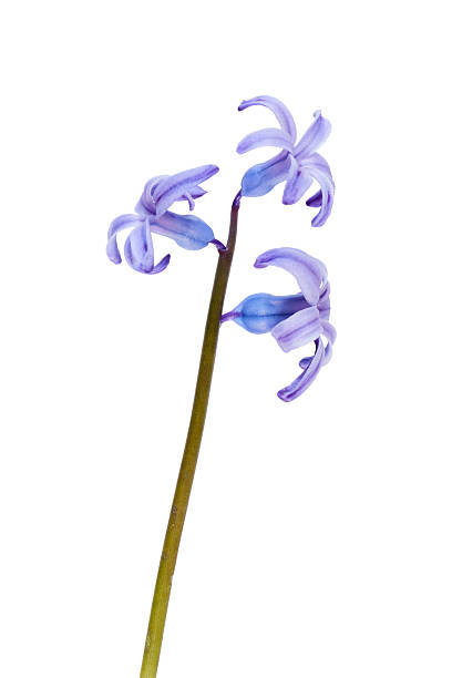 istock alpine spring squill (Scilla verna) flower isolated on white 2209770649