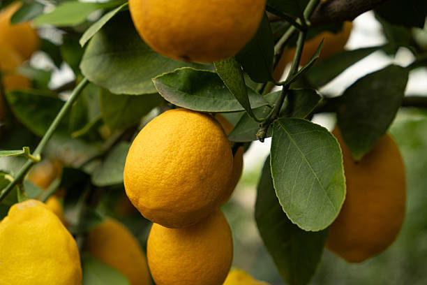 istock Organic Lemon Tree with Fresh Ripe Fruits 2209771639