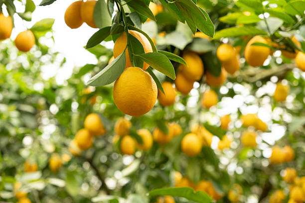 istock Lemon Tree Branches with Fresh Citrus Fruits in an Orchard 2209771687