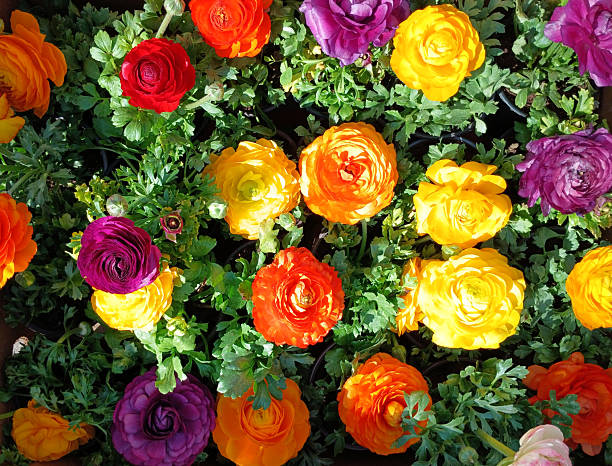 istock Colorful ranunculus flowers blooming in a vibrant garden under bright sunlight 2209776038