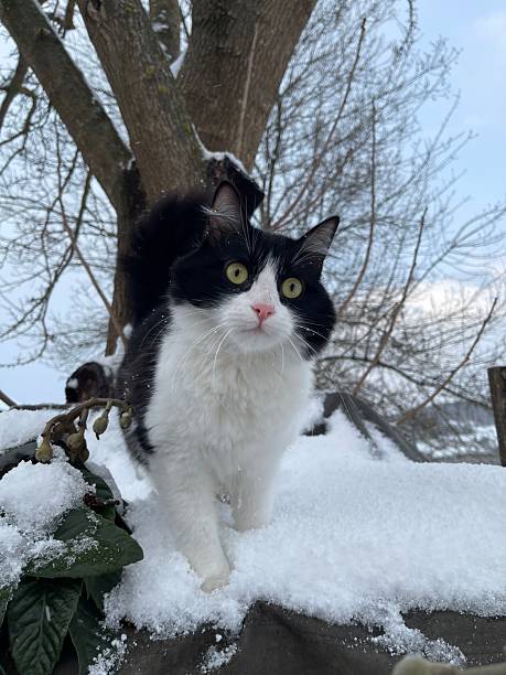 istock Black and white cat in the snow 2209776246