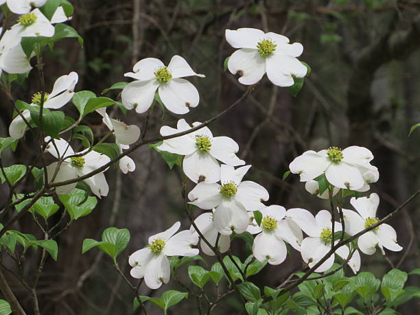 istock Flowering Dogwood 2209776345