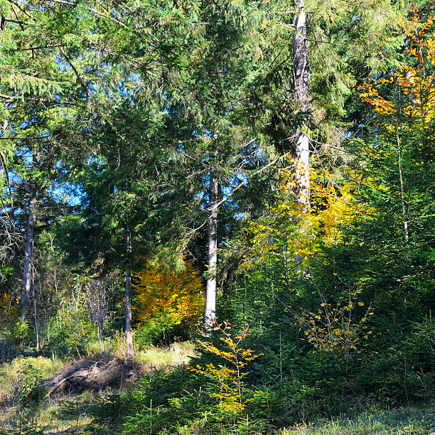 istock Colorful autumn landscape in the forest and bright Sun. 2209776486