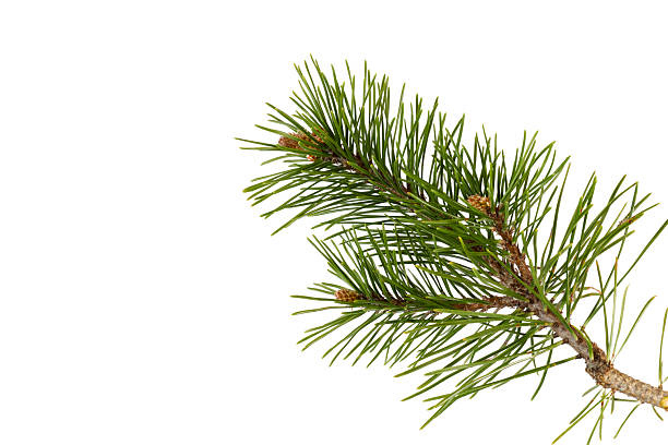 istock coniferous branch fir tree twig isolated on white 2209776645