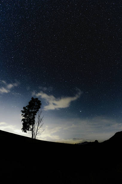 istock Stars over a moody tree at dusk 2209776842