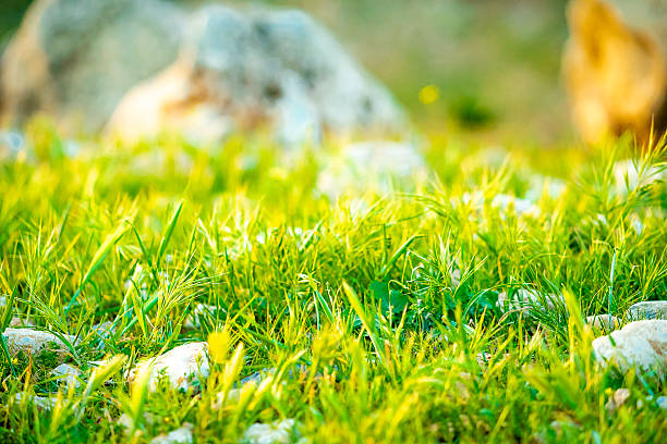Moss-Covered Boulders in Lush Greenery – Natural Texture for Organic Branding