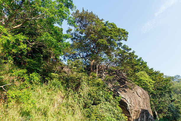 A lush green forest with a large tree in the middle. The sky is clear and blue