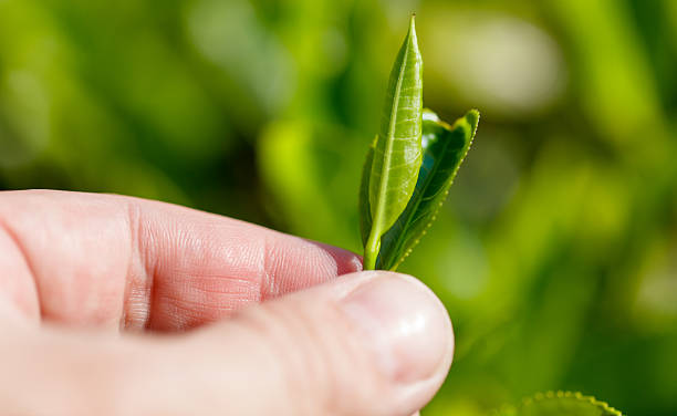 istock Close-up of bright green Ceylon tea leaves in hand. 2209782349