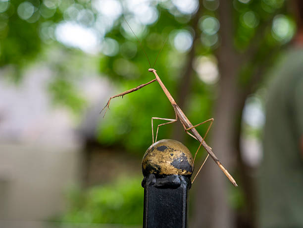 istock A praying mantis (Hoplocorypha) sitting on a golden ball with blurred background. 2209782987