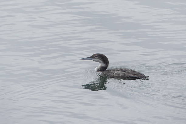 istock Loon hunting in the bay 2209783863