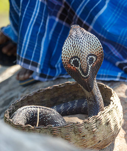 istock A snake with a face drawn on it is in a basket 2209784627