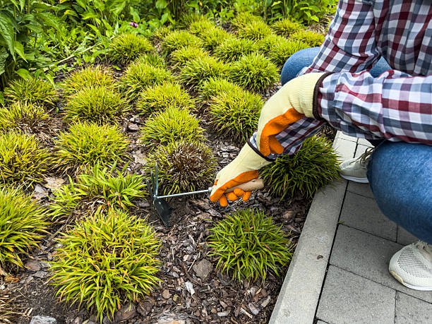 istock Gardener hands plants a bush with Rake and scoop in spring 2209786734