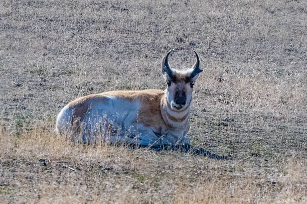 Bull Pronghorn or antelope resting and looking at camera in Yellowstone National Park, Montana, United States.