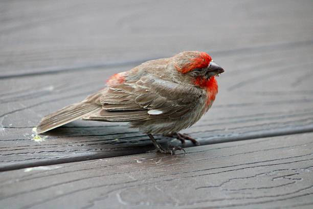 istock Male House Finch 2209790068