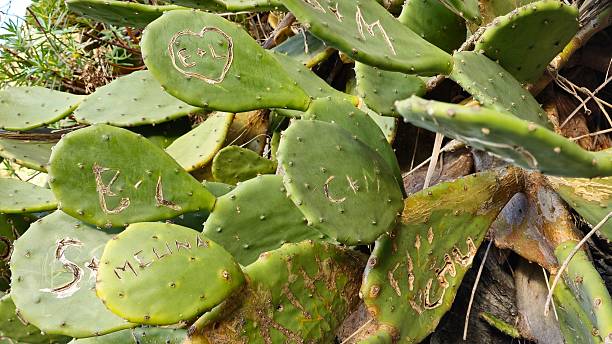 istock Prickly pear cactus pads with names and initials carved into the green surface, showing personal messages etched into the plant. 2209790733